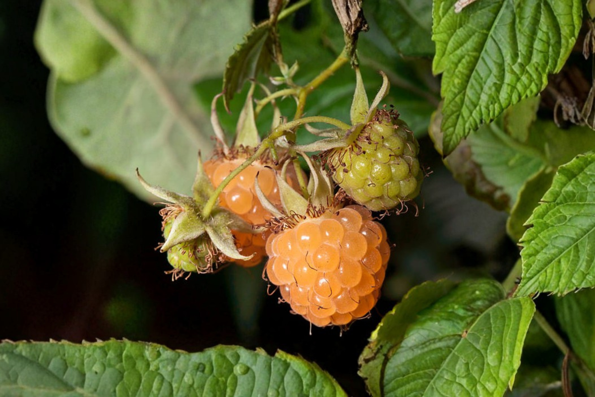 Fall Gold Everbearing Raspberry Live Starter Plant – Rubus idaeus 'Fall Gold' – Golden-Yellow Fruit, Edible Landscape, Berry Plant