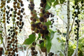 Black Velvet Gooseberry Live Plant – Worcesterberry Cross – Edible Berry Shrub for Cooler Climates