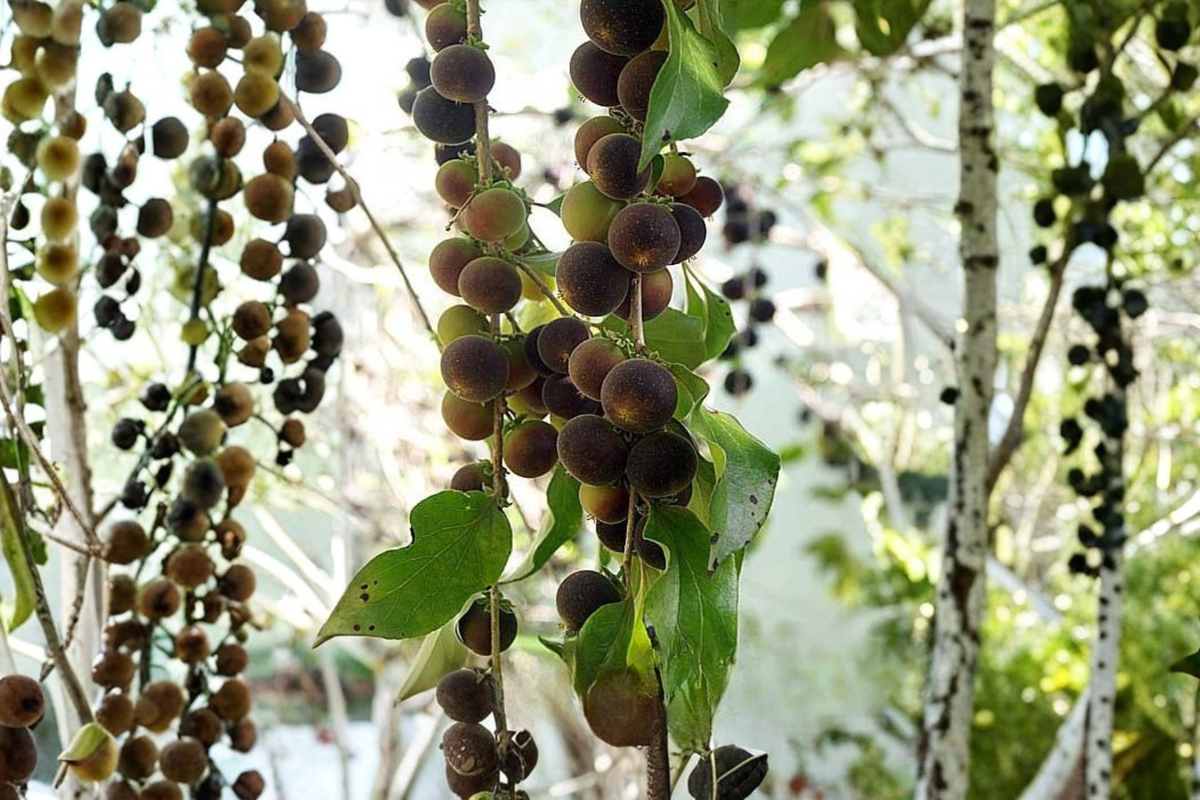 Black Velvet Gooseberry Live Plant – Worcesterberry Cross – Edible Berry Shrub for Cooler Climates