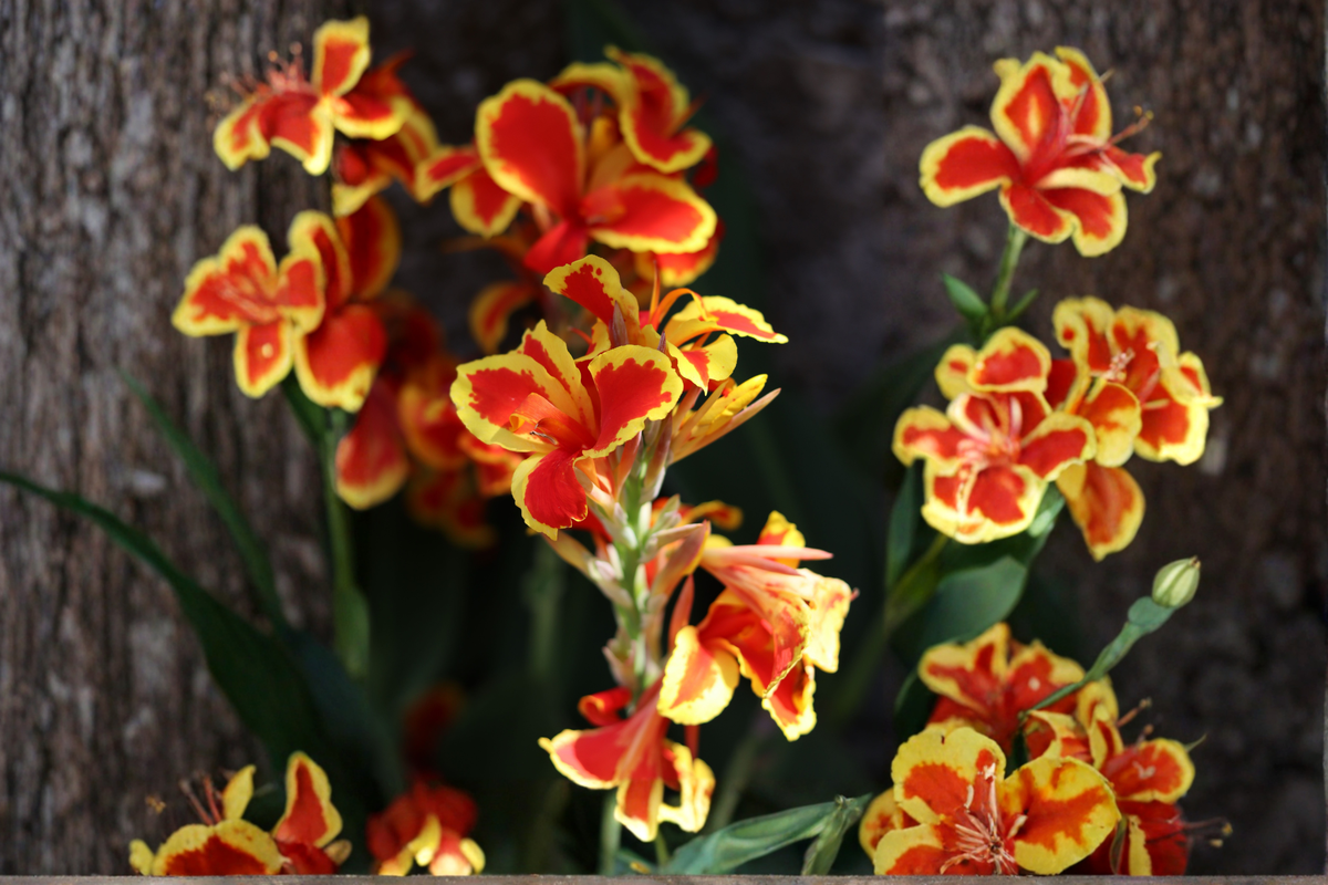 Red Gold Flame Canna Lily Live Starter Plant – Ornamental Tropical Flowering Plant – Canna Hybrid