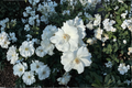 Diana White Rose of Sharon Live Plant 1 Qt – Hibiscus syriacus 'Diana' Deciduous Shrub for Garden, Landscape, Pollinator Attractor