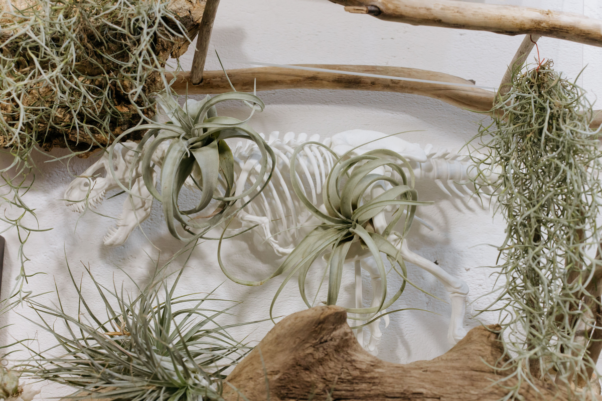 Assorted Tillandsia Air Plants Pack – Live Exotic Low Maintenance Houseplants – Epiphytic Indoor Plants for Decor and Collection