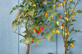Biquinho Sweety Drop Yellow Chili Pepper Live Plants – 3 Starter Plants, Capsicum chinense, Small Teardrop-Shaped Yellow Peppers