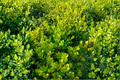 Unraveled Weeping Boxwood Live Plant 1 Qt – Buxus Evergreen Shrub for Borders, Foundation, Container, Ornamental Garden