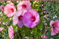 Spinderella Hardy Hibiscus Live Plant in 2.5-Inch Pot, Pink Flowers, Hibiscus moscheutos, Perennial Garden Shrub