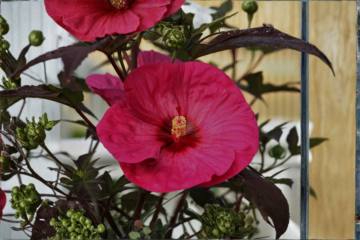 Summer in Paradise Hardy Hibiscus Live Plant in 2.5-Inch Pot, Hibiscus moscheutos, Large Vibrant Blooms, Perennial Garden Plant