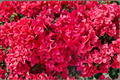 Red Formosa Azalea Live Plant 1 Qt – Evergreen Rhododendron indicum Southern Indica with Vibrant Red Flowers