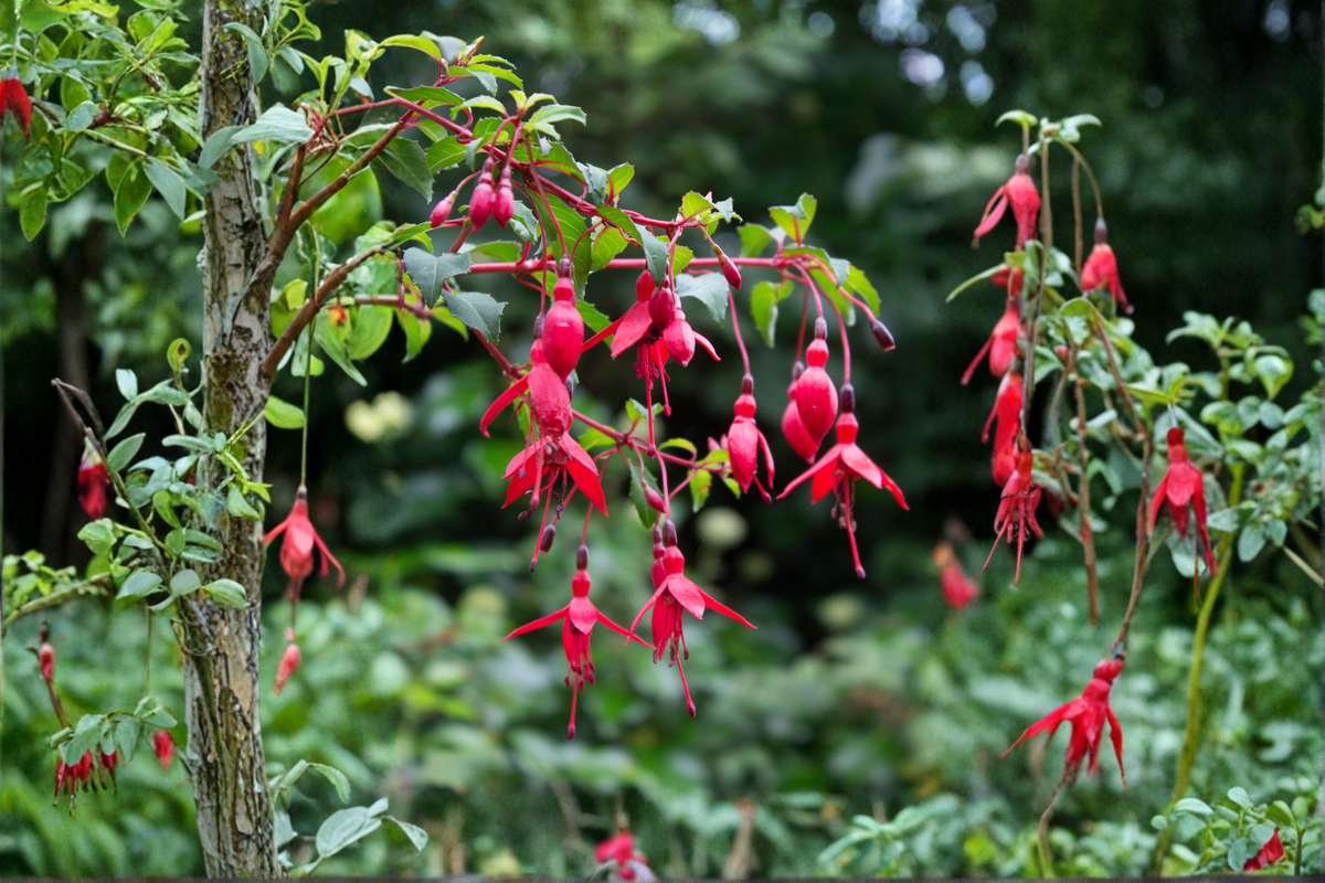 Blacky Fuchsia Live Plant – Hanging Basket or Container – Hummingbird-Attracting Fuchsia Hybrid (Fuchsia magellanica)