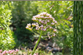 Valerian Live Plant – Perennial Herb – Valeriana officinalis – Ornamental Flowers & Pollinator-Friendly Garden Plant