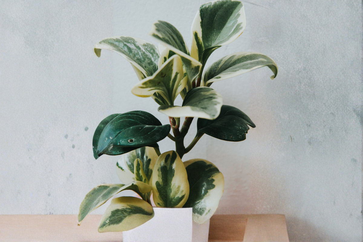 Hoya Krimson Queen Tricolor Houseplant in 4-Inch Pot, Variegated Green Cream Pink Foliage, Trailing Indoor Plant, Hoya carnosa 'Krimson Queen'