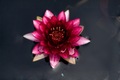 Water Lily Tuber - Winter Hardy Nymphaea 'Slocum's Almost Black' - Dark Red Blooms, Aquatic Plant
