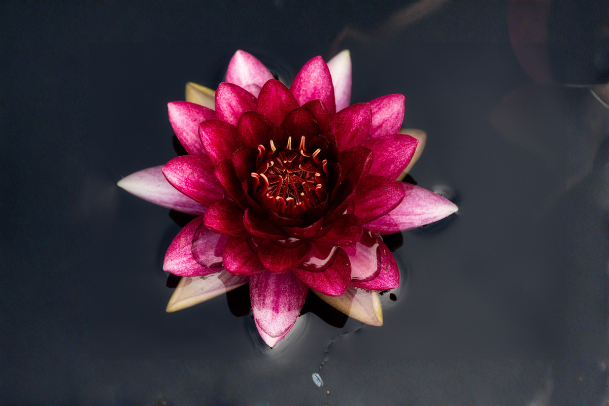 Water Lily Tuber - Winter Hardy Nymphaea 'Slocum's Almost Black' - Dark Red Blooms, Aquatic Plant