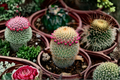 Mammillaria huitzilopochtli Live Seed-Grown Cactus Plant, Rare Succulent, Compact Ornamental Cactus, Indoor Container Plant