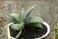 Gasteria glomerata Cluster Succulent Plant – Rare Easy-Care Indoor Houseplant for Collections