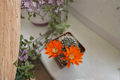 Rebutia minuscula Live Cactus Plant – Compact Clustering Succulent – Rare Collector Species for Indoor & Container Gardens