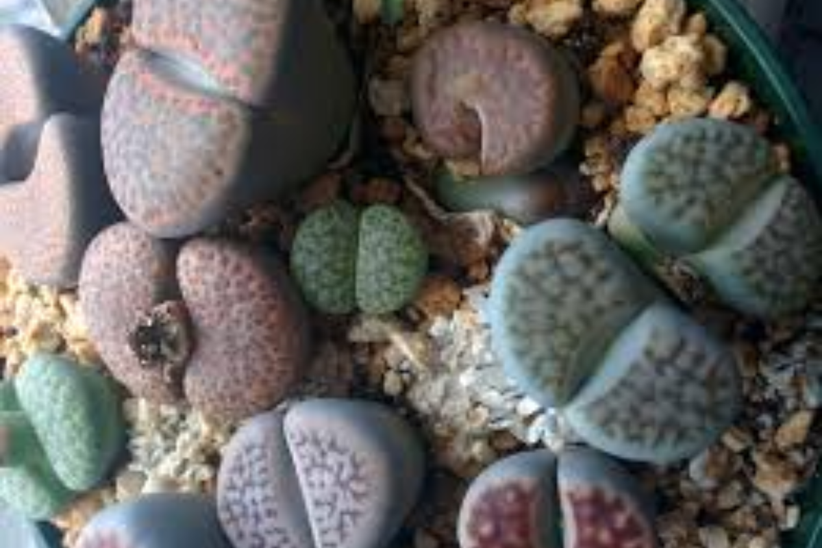 Assorted Lithops Living Stones - 10 Plants, 0.8" Succulents, Unique Stone-Like Appearance, Native to South Africa
