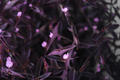 Purple Heart Tradescantia Pallida 'Purpurea' Live Plant Cuttings – 10 Trailing Ornamental Plants for Containers & Gardens