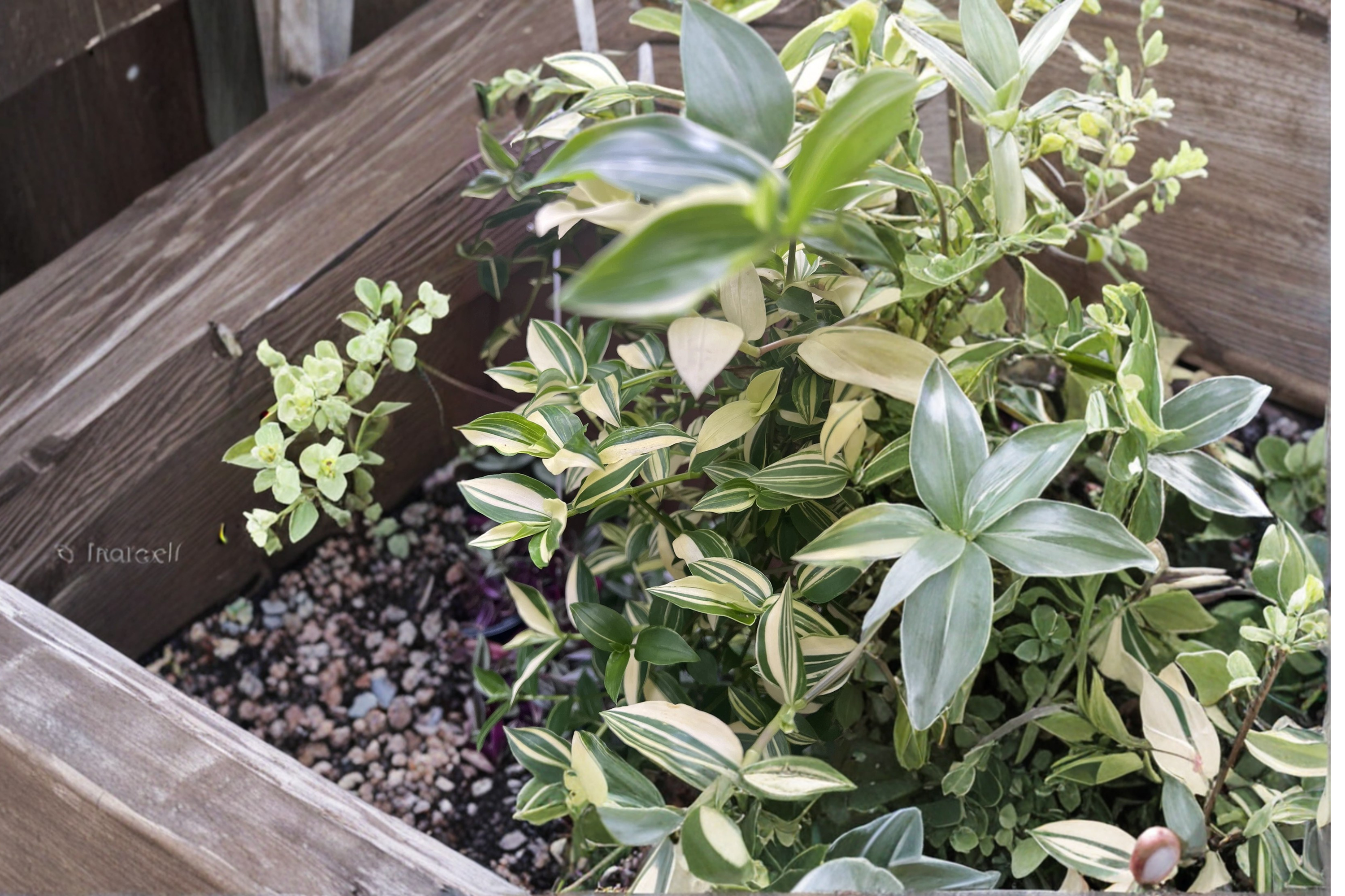 Cream Wandering Jew Cuttings – 5 Variegated Tradescantia fluminensis Indoor Plant Propagation, Green & White Trailing Foliage