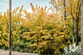 Goldcrest Witch Hazel Live Plant – 10 Inch Graft Hamamelis mollis Shrub with Bright Yellow Winter Blooms