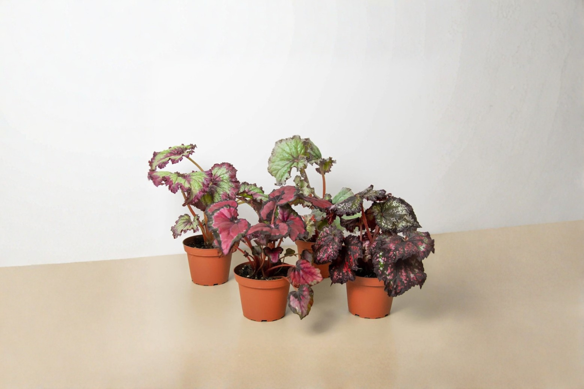 Assorted Begonia Starter Pack - 4 Inch Rooted Tropical Houseplants with Colorful Foliage for Indoor Decor and Gift Collection