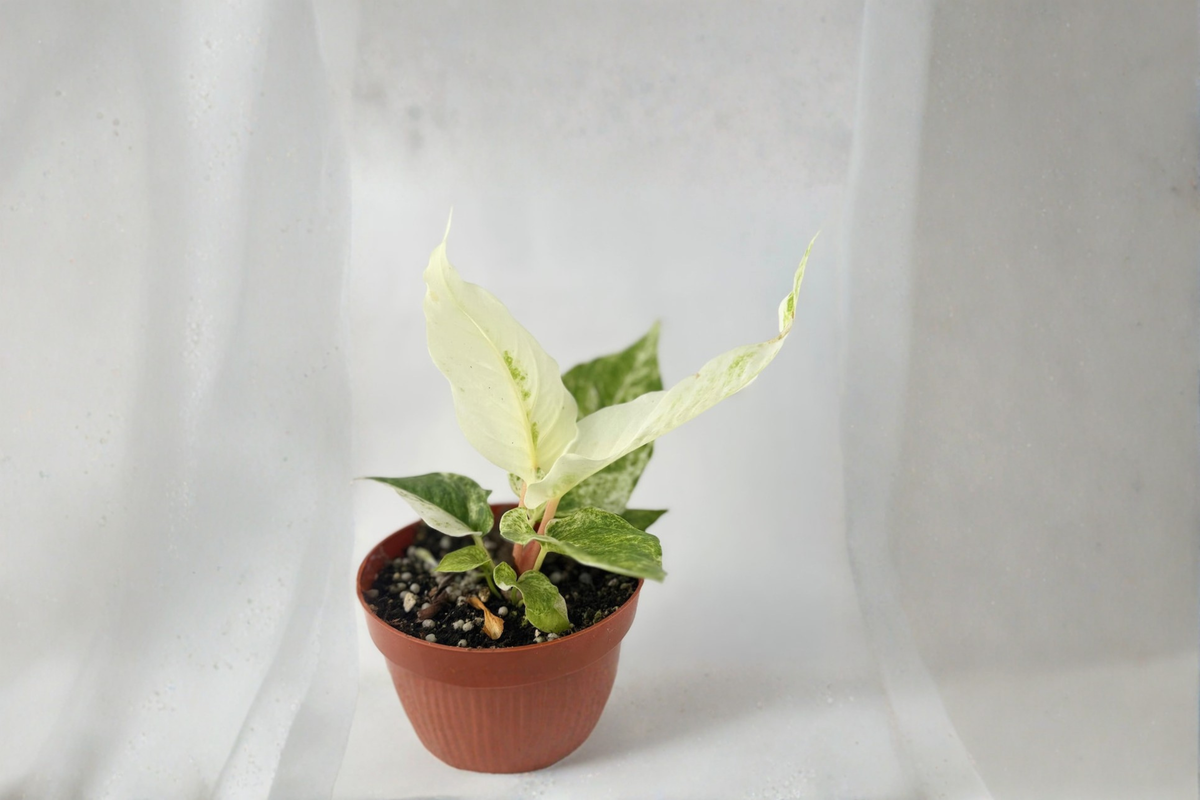 Variegated Anthurium Hookeri Live Plant - 4 Inch Tropical Houseplant with Cream Variegation, Indoor Foliage, Beginner-Friendly Gift