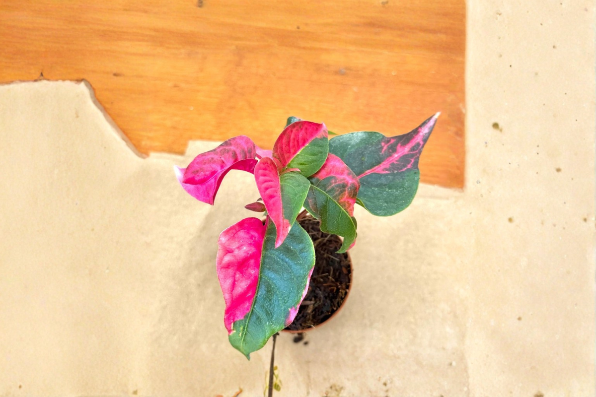 Alternanthera Party Time Live Plant, Pink & Green Foliage, Tropical Houseplant, 2-Inch Pot, Indoor Decor, Rare Starter Plant