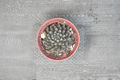 Black Sea Urchin Succulent Live Plant, Sinocrassula yunnanensis, 4-Inch Pot, Dark Foliage, Indoor Houseplant, Rare Succulent