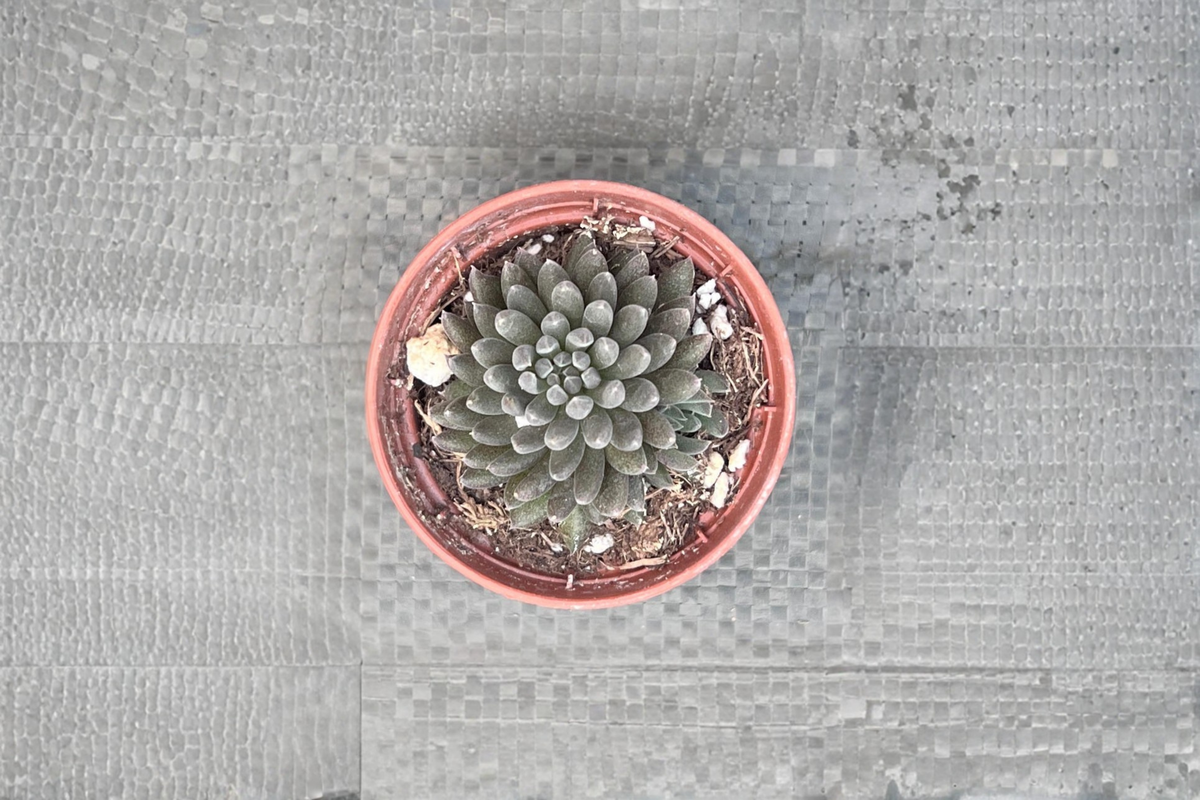 Black Sea Urchin Succulent Live Plant, Sinocrassula yunnanensis, 4-Inch Pot, Dark Foliage, Indoor Houseplant, Rare Succulent