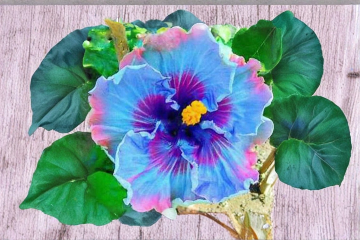 Dark Purple Giant Hibiscus Seeds – Tropical Flowering Ornamental Plant for Indoor & Outdoor Gardens