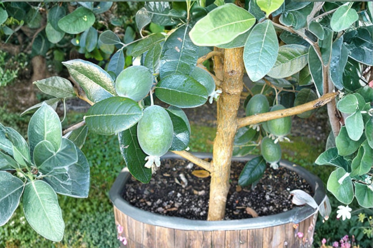 Grafted Pineapple Guava Plant in 1 Gallon Pot | Feijoa Acca sellowiana Edible Shrub