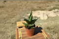 Sansevieria Black Pagoda Live Plant – 2 Inch Pot, Rare Snake Plant, Indoor Houseplant, Dracaena trifasciata Cultivar