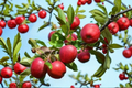 Cortland Apple Tree 4-6 ft Live Fruit Tree Red Apples, Malus domestica, Garden Orchard Plant