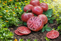 Cherokee Purple Tomato Live Plant - Heirloom Vegetable, Rooted Starter, Purple Red Fruit, Solanum lycopersicum