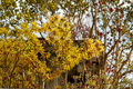 Ripe Corn Witch Hazel Live Plant – Hamamelis x intermedia 'Ripe Corn' Yellow Winter Bloom Shrub, 12 Inches Tall, Grafted Deciduous Garden Plant