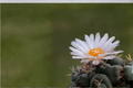 Seed-Grown Thelocactus lloydii Cactus Live Plant in 3.5-Inch Pot Rare Succulent
