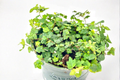 String of Frogs Plant, 4-Inch Pot, Ficus pumila ‘Quercifolia’ Indoor Houseplant, Trailing Oakleaf Foliage