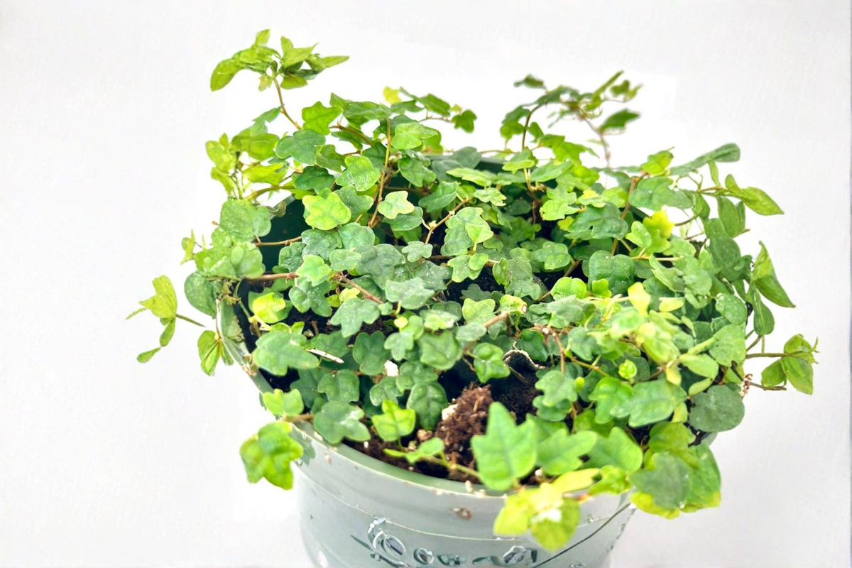 String of Frogs Plant, 4-Inch Pot, Ficus pumila ‘Quercifolia’ Indoor Houseplant, Trailing Oakleaf Foliage