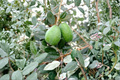 Grafted Marion Pineapple Guava Live Plant 1 Gallon Pot - Evergreen Fruit Shrub Acca sellowiana