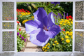 Blue Hibiscus Live Starter Plant in Container – Alyogyne huegelii Ornamental Shrub with Blue Flowers