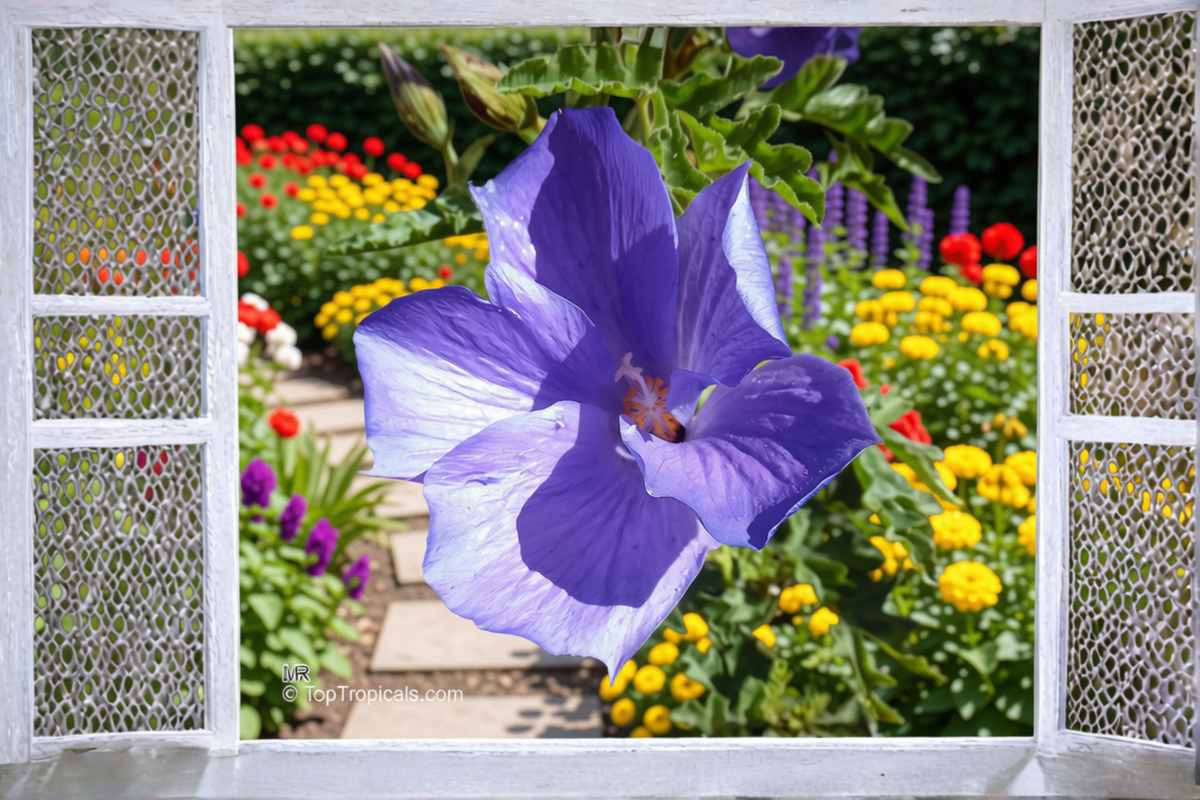 Blue Hibiscus Live Starter Plant in Container – Alyogyne huegelii Ornamental Shrub with Blue Flowers