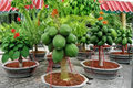Rare Dwarf Solo Papaya Seeds 20 Pack – Compact Tropical Fruit Plant for Indoor & Outdoor Gardening Carica papaya