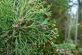 Atlantic White Cedar ‘Andelye Conica’ Live Plant – 1 Gallon Pot, Compact Evergreen Tree, Native Conifer, Chamaecyparis thyoides