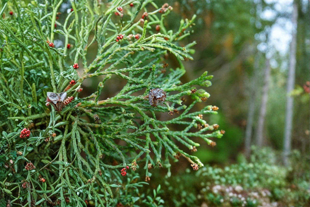 Atlantic White Cedar ‘Andelye Conica’ Live Plant – 1 Gallon Pot, Compact Evergreen Tree, Native Conifer, Chamaecyparis thyoides