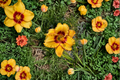 Daylily ‘Two Part Harmony’ Bare Root Plants – Pink Yellow Perennial for Summer Garden Flowers Hemerocallis