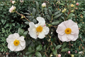 Daydream Camellia Live Plant 1 Gallon – Pink Fall Blooming Evergreen Shrub Camellia sasanqua for Shade Garden