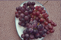 Live Catawba Grape Vine Plant, 3 Gal – Pink-Red Fruit, Climbing Vine for Garden, Trellis, Fences, Vitis labrusca
