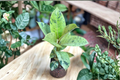 Ficus elastica ‘Shivereana Moonshine’ Variegated Rubber Plant – Indoor Tropical Houseplant, Green Cream Foliage