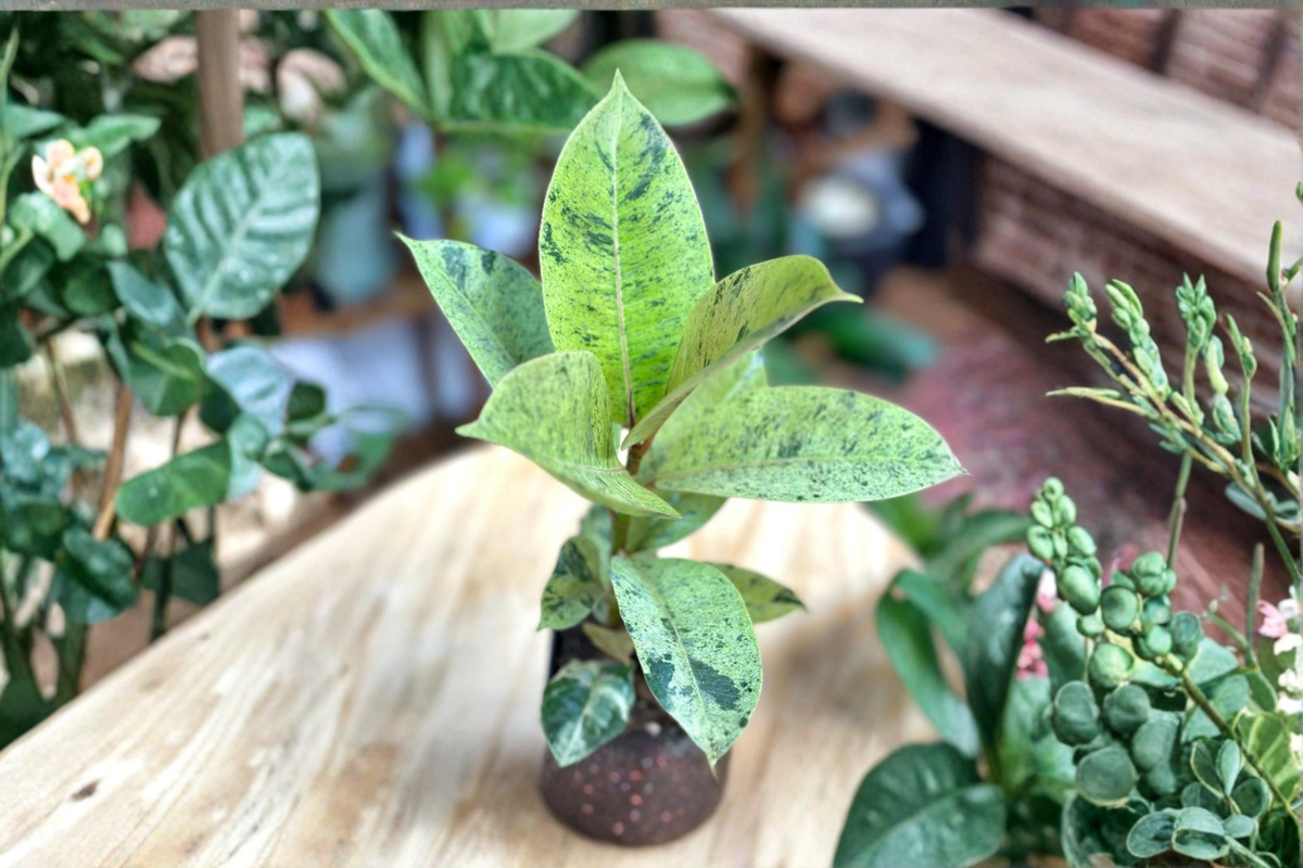 Ficus elastica ‘Shivereana Moonshine’ Variegated Rubber Plant – Indoor Tropical Houseplant, Green Cream Foliage