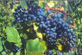 Concord Grape Vine Live Plant in 3-Gallon Pot, Purple Fruit Climbing Vine for Garden Trellis & Vineyard - Vitis labrusca