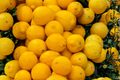 Dwarf Meyer Lemon Tree Live Citrus Plant in 4x4 Inch Pot – Fruitful Evergreen Tree for Patio & Container Gardening